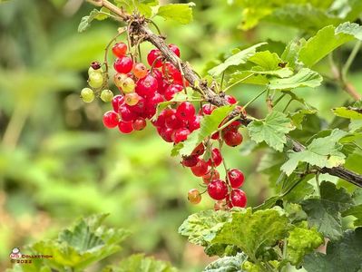 w-Coacaze rosii-Red Currant 01