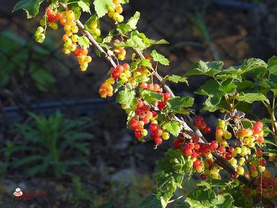 w-Coacaze rosii-Red Currant