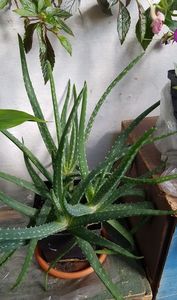Aloe vera