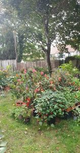 received_2327397994079183