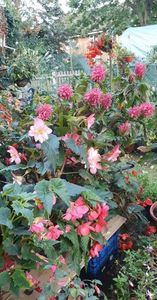 received_653305832623284