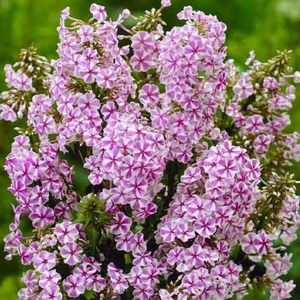 brumarele-phlox-natascha