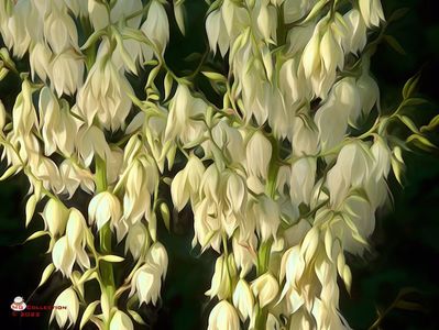 w-Clopotei albi-White bells flower 3