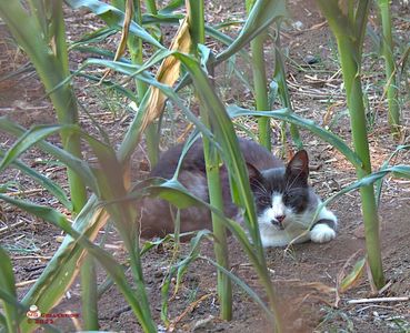 w-Pisica in lanul de porumbi-Cat in the corn field