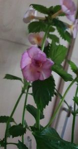 received_629182855451642
