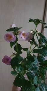 received_2881529988818684