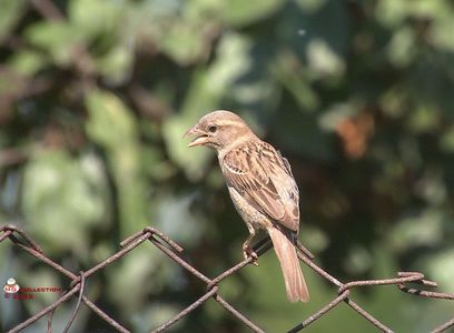 w-Vrabie - Sparrow 05