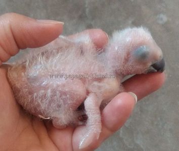AfricanGrey-25