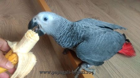 AfricanGrey-24