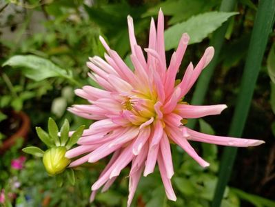 Dalia "Park Princess"