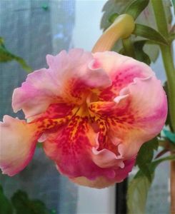 ; Flore mare,forte infloritor,plin de bobocii,de acum incepe sa infloreasca...o spendore fiiecare floare
