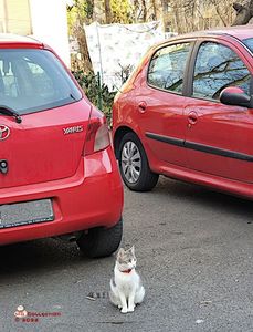 w-Pisica intre masini-Cat between cars