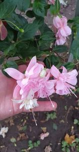 received_653345852586552