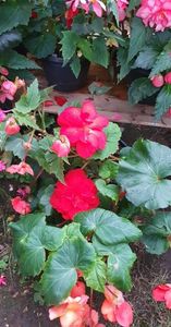 received_780039483248093