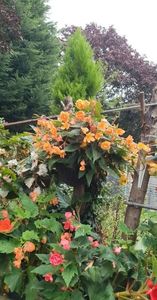 received_459284189589337