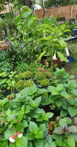 received_1233063170805169