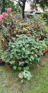 received_559206339315908