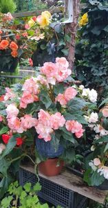 received_426153146337772