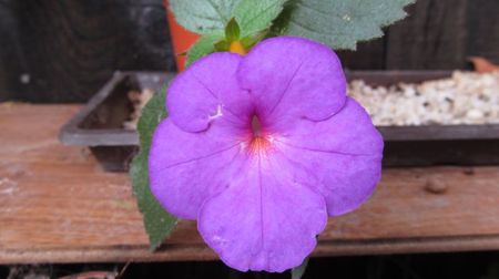 RF's Giant Purple