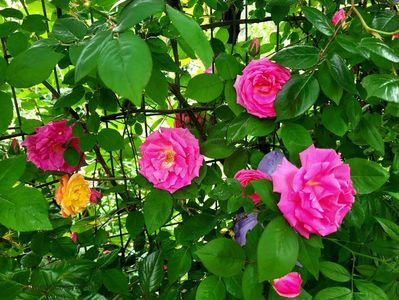 Zéphirine Drouhin; Zéphirine Drouhin
valynedelcu@yahoo.com 
2022
