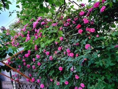 Zéphirine Drouhin; Zéphirine Drouhin
valynedelcu@yahoo.com 
2022
