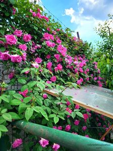 Zéphirine Drouhin; Zéphirine Drouhin
valynedelcu@yahoo.com 
2022
