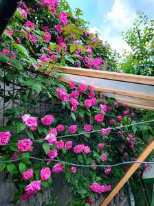 Zéphirine Drouhin; Zéphirine Drouhin
valynedelcu@yahoo.com 
2022
