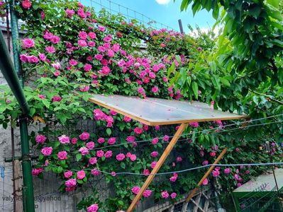 Zéphirine Drouhin; Zéphirine Drouhin
valynedelcu@yahoo.com 
2022
