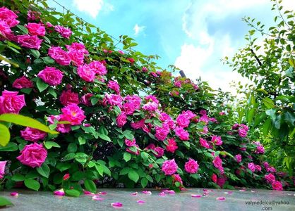 Zéphirine Drouhin; Zéphirine Drouhin
valynedelcu@yahoo.com 
2022
