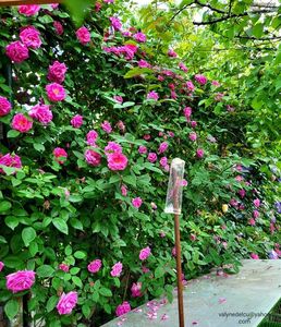 Zéphirine Drouhin; Zéphirine Drouhin
valynedelcu@yahoo.com 
2022
