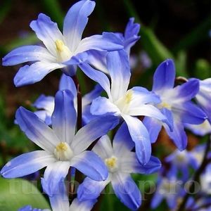 bulbi-viorea-chionodoxa-forbesi-blue