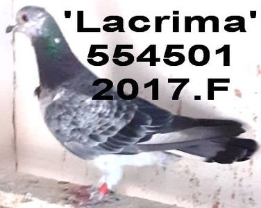 2017-554501 pele+lacrima