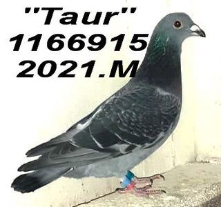 2021.1166915 TAUR