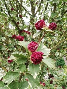 Hibiscus syriacus  purpures variegatus; creste 1,5 m,flori iulie-septembrie,DE LA SWEET GARDEN TOAMNA 2022
