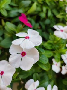 Vinca