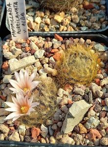 Mammillaria aureilanata v alba