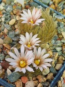 Mammillaria aureilanata