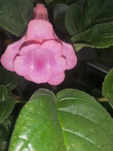 Sinningia MG's Pink Princess