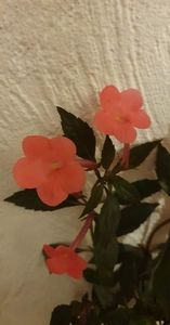 received_2154191431456387