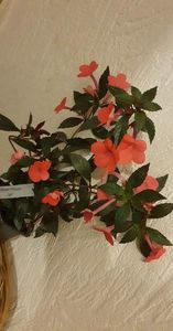 received_1502301006874182