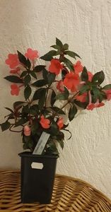 received_3055148098109391