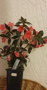 received_620519186404570