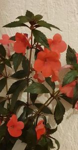received_2939607179682422