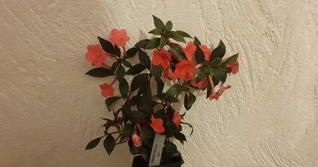 received_1247150786126990