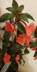 received_639213521042829