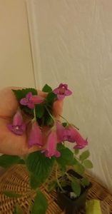 received_625715359116155