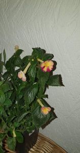 received_807401067243766