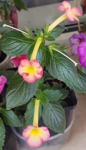 In ghiveciul dedicat are totusi alte nuante, mai deschise decat in celalalt; De o vreme am mutat ghiveciul in acelasi loc cu cel neetichetat.
Flori noi
Flori cu margine rosie pe cand in celalalt ghiveci sunt cu margine mov. Or fi amandoua Sauline?! ....totusi...
