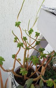 2022-Peperomia asperula inflorita.; Firisoarele din vrful ramurilor sunt florile.
