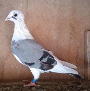 Femela 21-100....-rezervat